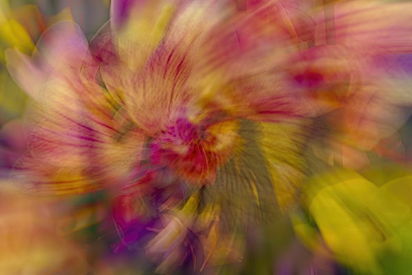 2&JA BI C Rae Johnson - The Color of Orchids