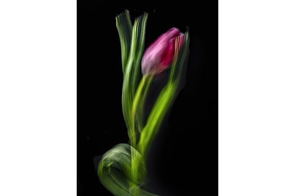 3 A C Kathy Snead - Spring Dancer