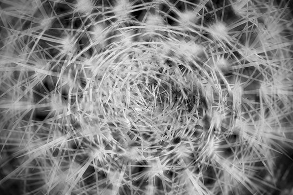 3 P M Jane Richards - Spiral of Thorns