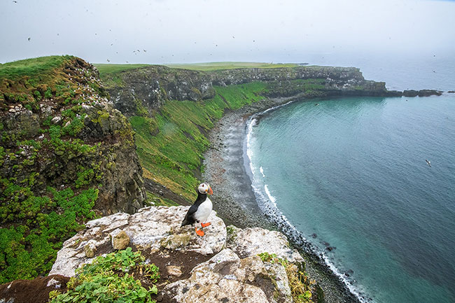 Alan Murphy Atlantic Puffin