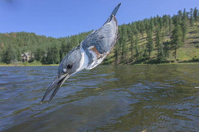 Alan Murphy Belted Kingfisher