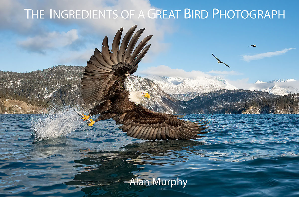 Alan Murphy Eagle