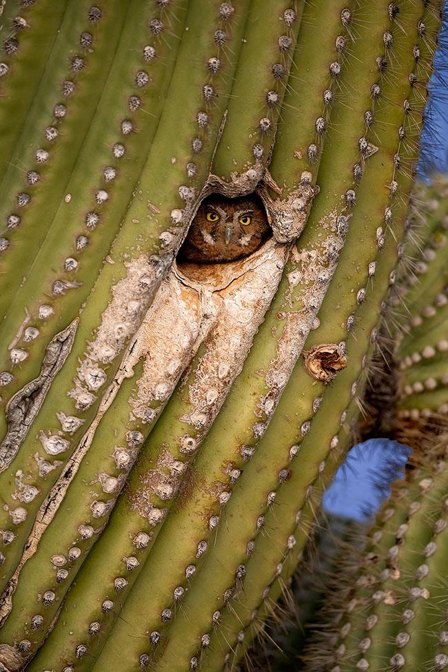 Alan Murphy Elf Owl