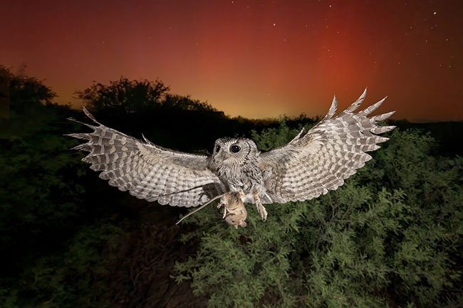 Alan Murphy Western Screech Owl