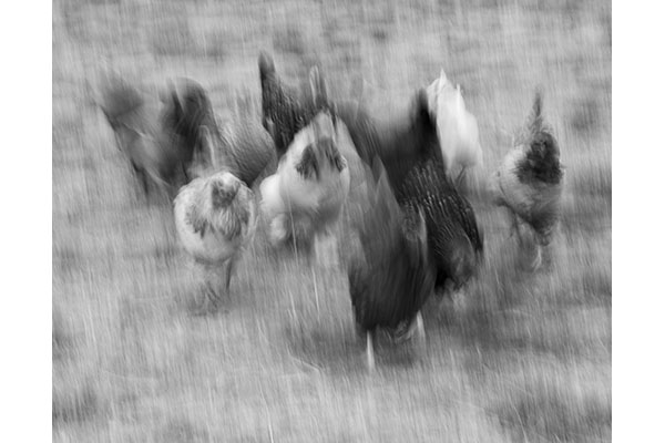 JA BI M Cathy Allen-Shinn - Chicken Attack