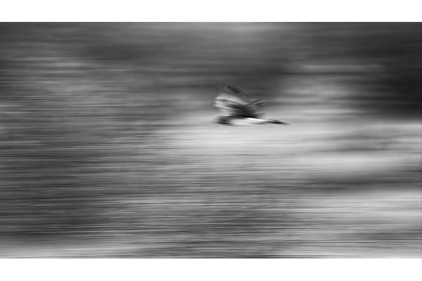 HM BI M Rae Johnson - Evening Prowl