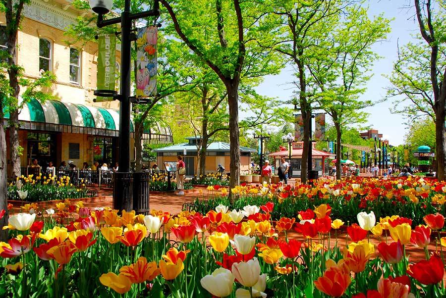 Pearl Street mall tulips