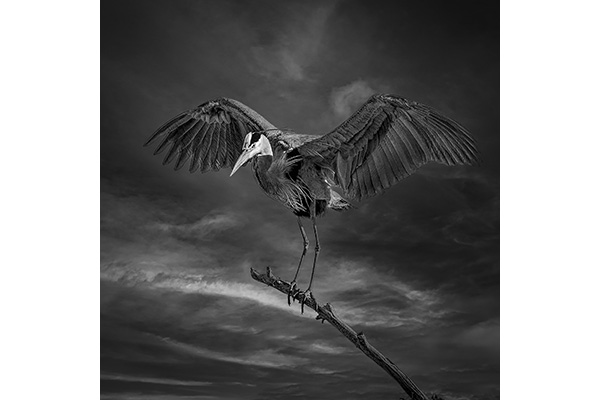 2 A M Quirino Zaragoza - Death Will Come On Swift Wings 2 A M Quirino Zaragoza - Death Will Come On Swift Wings