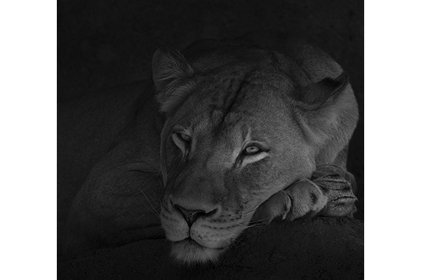 3 A M Tamara Rimpley - Restful But Watchful 3 A M Tamara Rimpley - Restful But Watchful