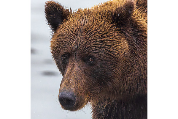 HM BI C Cathy Allen-Shinn - Bear Stare HM BI C Cathy Allen-Shinn - Bear Stare