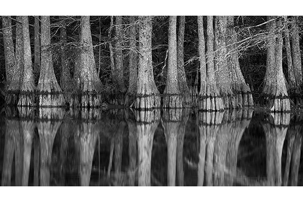 1 A B&W Jeff Woodard - Silent Sentinels 1 A B&W Jeff Woodard - Silent Sentinels