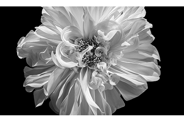 3 A B&W Susan Langer - Whorls 3 A B&W Susan Langer - Whorls