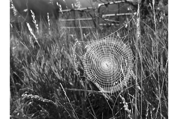 3 BI B&W Amee Cave - Natures Lace 3 BI B&W Amee Cave - Natures Lace