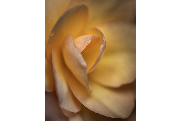 HM P C Jane Richards - Soft Delicate Layers HM P C Jane Richards - Soft Delicate Layers